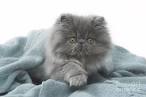 Persian Cats and Kittens for sale in the UK | Pets4Homes
