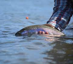 It ate everything and began to starve, so my people dug a river that connected the. Fishing The Yakima River Best Fishing In America