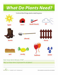 What Plants Need To Survive Worksheet Education Com Plant Science Plants Science Project Weather Worksheets