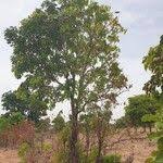 Image result for Isoberlinia