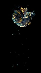 Betta Fish Live Wallpaper Free For Android Apk Download