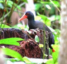 Image result for Inhambanella