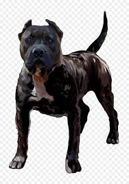 Presa Canario Kopek Amerikan Pit Bull Terrier Cins Kanarya Adalari Seffaf Png Goruntusu