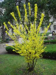 A Young Shrub Of Forsythia Family Oleaceae In Bloom In Spring Plants Dog Safe Plants Easy Plants
