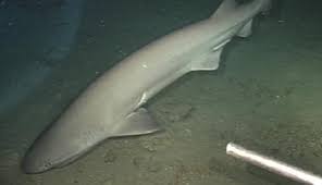 Massive Deep-Sea Shark Checks Out Submarine [VIDEO]