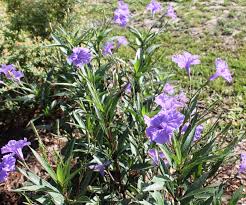 Image result for Ruellia cordata