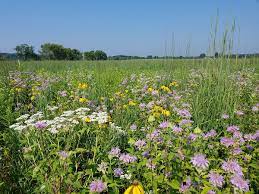 We did not find results for: Prairie Restoration Wikipedia