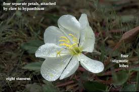 Image result for Onagraceae