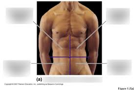 Human anatomy is the study of the structure of the human body. Anatomy And Physiology Dickerson Abdominal Quadrants Study Diagram Quizlet