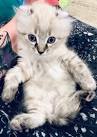 American Curl Kittens | Kitten Breeder | Kittens For Sale ...
