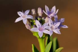 Image result for Pentanisia