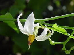 Image result for Solanum terminale