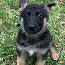 We specialize in dogs with less drive. German Shepherd Dog Puppies For Sale Posts Facebook