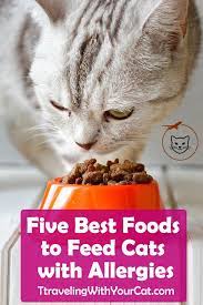 Five Best Foods To Feed Cats With Allergies Cats Cat Allergies Cat Food