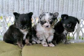 Enter your email address to receive alerts when we have new listings available for black long haired chihuahua puppies for sale. Pooh Corner Chihuahuas