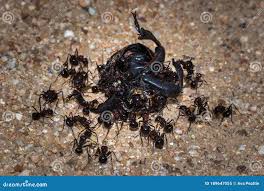 Image result for Cola natalensis