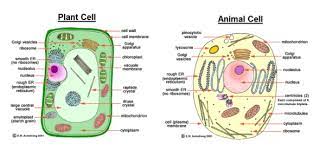 We did not find results for: Animal Cell Organelles Dakomo