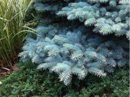 We may pine for mature douglas firs and norway spruces, but those goliaths will swallow up most urban gardens. Reimagining Your Conifer Landscape Design American Conifer Society