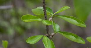 Image result for Erythroxylaceae