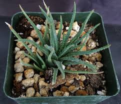 Image result for Aloe bukobana