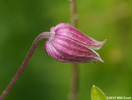 The flowers are thick and leathery, resemble bells or upturned vases, and vary in color from pink or purple to red. Northern Leatherflower Vasevine Clematis Viorna