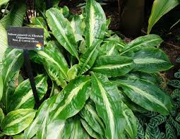 Image result for Palisota