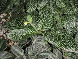 Image result for Equilabium masukense