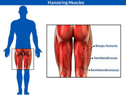 An injury that involves a massive tear and severe pain can take many weeks to heal, or may even require surgery. How To Identify Treat And Prevent Hamstring Muscle Injuries Supacore