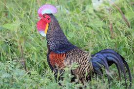 Pengusaha itu pernah mengalami kegagalan, jadi ia tidak mungkin putus asa secepat itu. Teks Deskritif Tentang Ayam Full Deskripsi Tentang Ayam Kehidupan Ayam Jenis Ayam Gambar Ayam Morfologi Ayam Makanan Ayam Habitat Ayam Cara Berkembangbiak Ayam Ayam Ciri Ciri Ayam Klasifikasi Ayam Bahasa Inggris Mudah