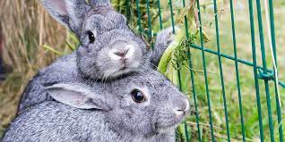 You can use the cheap chicken wire and that will work just fine for keeping rabbits out of a garden. Rabbit Proofing Your Garden Pdsa