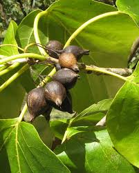 Image result for Cordia megiae