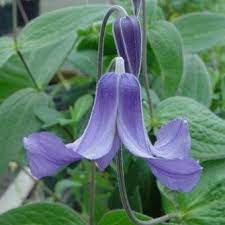 When growing clematis in zone 3, a good thick layer of organic mulch can help protect roots during harsh winters. Clematis Integrifolia Brushwood Nursery Clematis Specialists