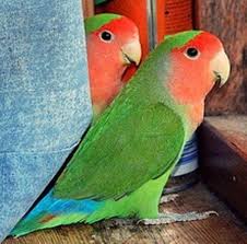 1421 empire blvd webster, new york 14580 585.288.4457. Are Lovebirds Good As Pets The Pros And The Cons Pethelpful By Fellow Animal Lovers And Experts
