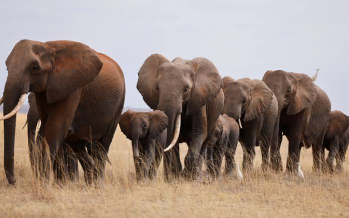 Amboseli Elephant Death Toll Rises to 16 as KWS Investigates Suspected Poisoning