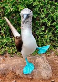 Bird With Blue Feet Galapagos Pin On Animales Del Mundo Hispano
