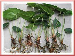 Watering your anthurium might be the easiest part of care. Anthurium Propagation By Stem Cuttings John Jacq S Garden