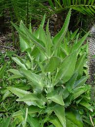 Image result for Kalanchoe daigremontiana