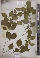 Image result for Hippocratea indica
