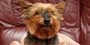 Certains le dépassent même de cela semble incroyable lorsqu'on sait que le plus vieux chien du monde, lui, n'a pas dépassé les 29 ans. Age De 26 Ans Ce Yorkshire Au Passe Tragique Devient Le Chien Le Plus Vieux D Angleterre