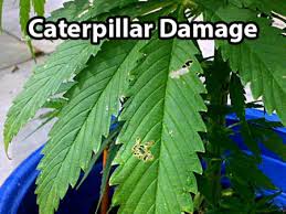 Cannabis may appear overwatered or droopy. Plant Doctor Diagnose Your Plants Grow Weed Easy