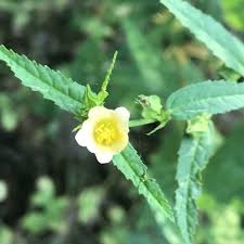 Image result for Sida acuta