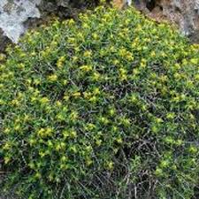 Image result for Euphorbia espinosa