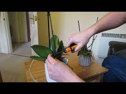 Pin On Plants