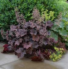 Coral Bells Palace Purple Heuchera Micrantha 100 Seeds It is quite distinctive in floral shape, and the elongate. coral bells palace purple heuchera