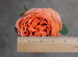 Get directions, reviews and information for huntsville florist in huntsville, al. Country Home Garden Rose