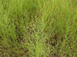 Image result for Schkuhria pinnata