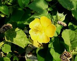 Image result for Abutilon hirtum