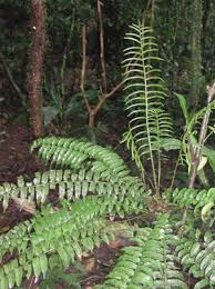 Image result for Lomariopsis warneckei