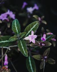 Image result for Ruellia makoyana