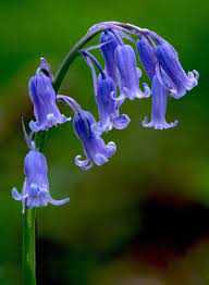 Bluebell Hyacinthoides Non Scripta Blue Bell Flowers Picking Wild Flowers Bluebells